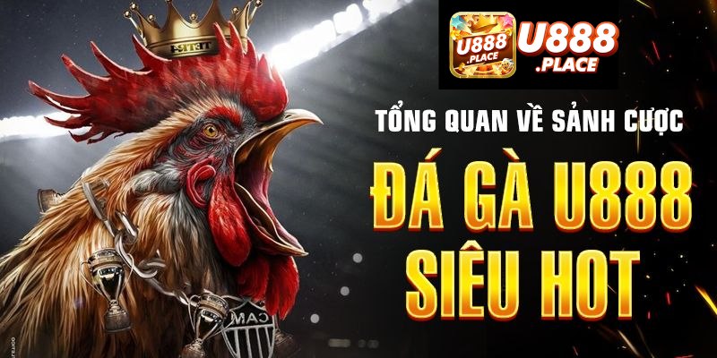 Đá gà U888 là sân chơi lý tưởng cho tín đồ mê cược